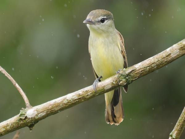 Gele looftiran (Capsiempis flaveola)